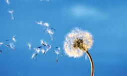 Dandelion-blowing-in-wind.jpg