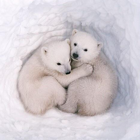 ours taniere pleine conscience meditation