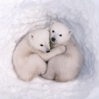 ours taniere pleine conscience meditation