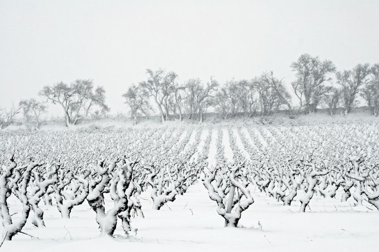 vigne-sous-la-neige-1397279459-1198561