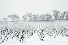 vigne-sous-la-neige-1397279459-1198561