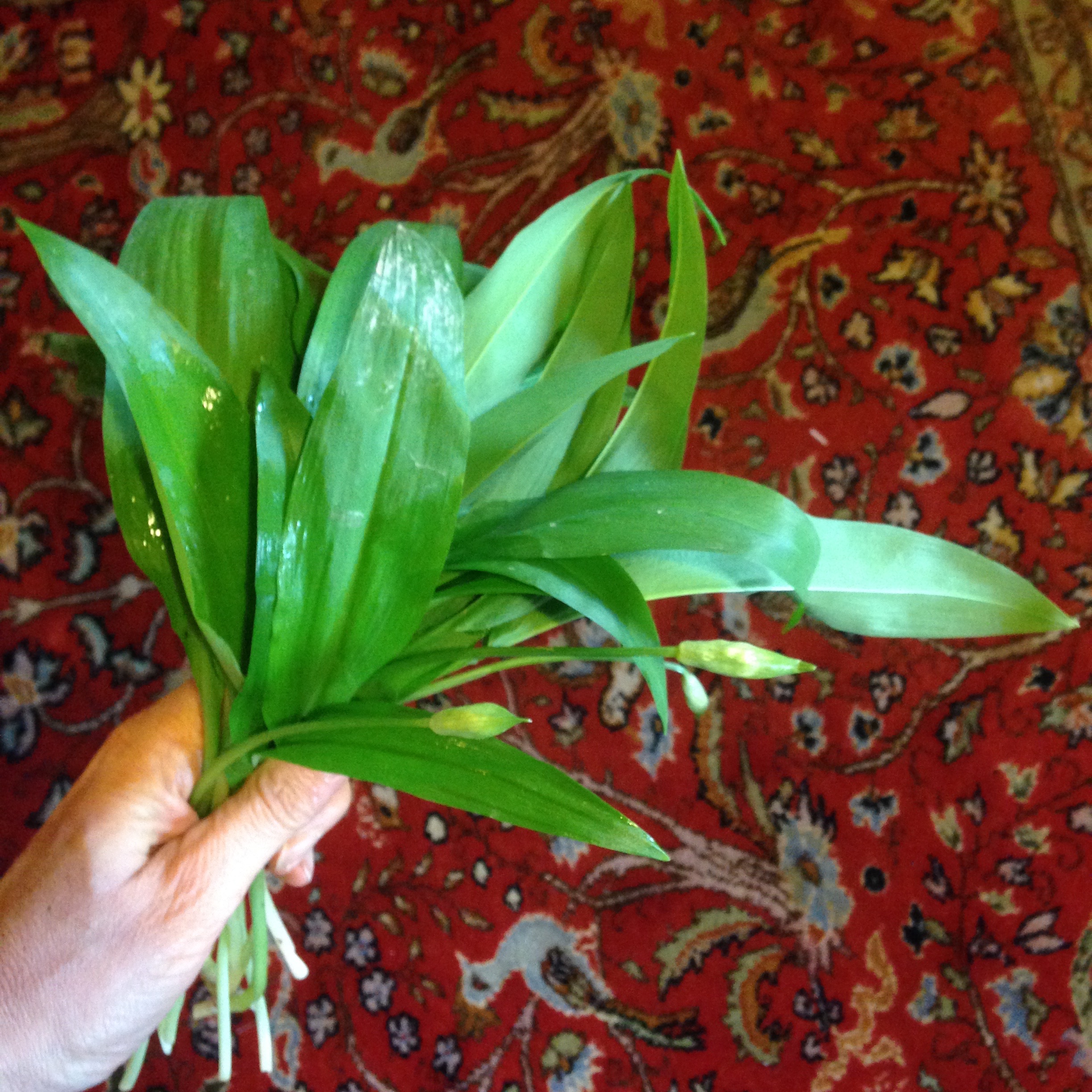 ail des ours - mangeren pleine conscience