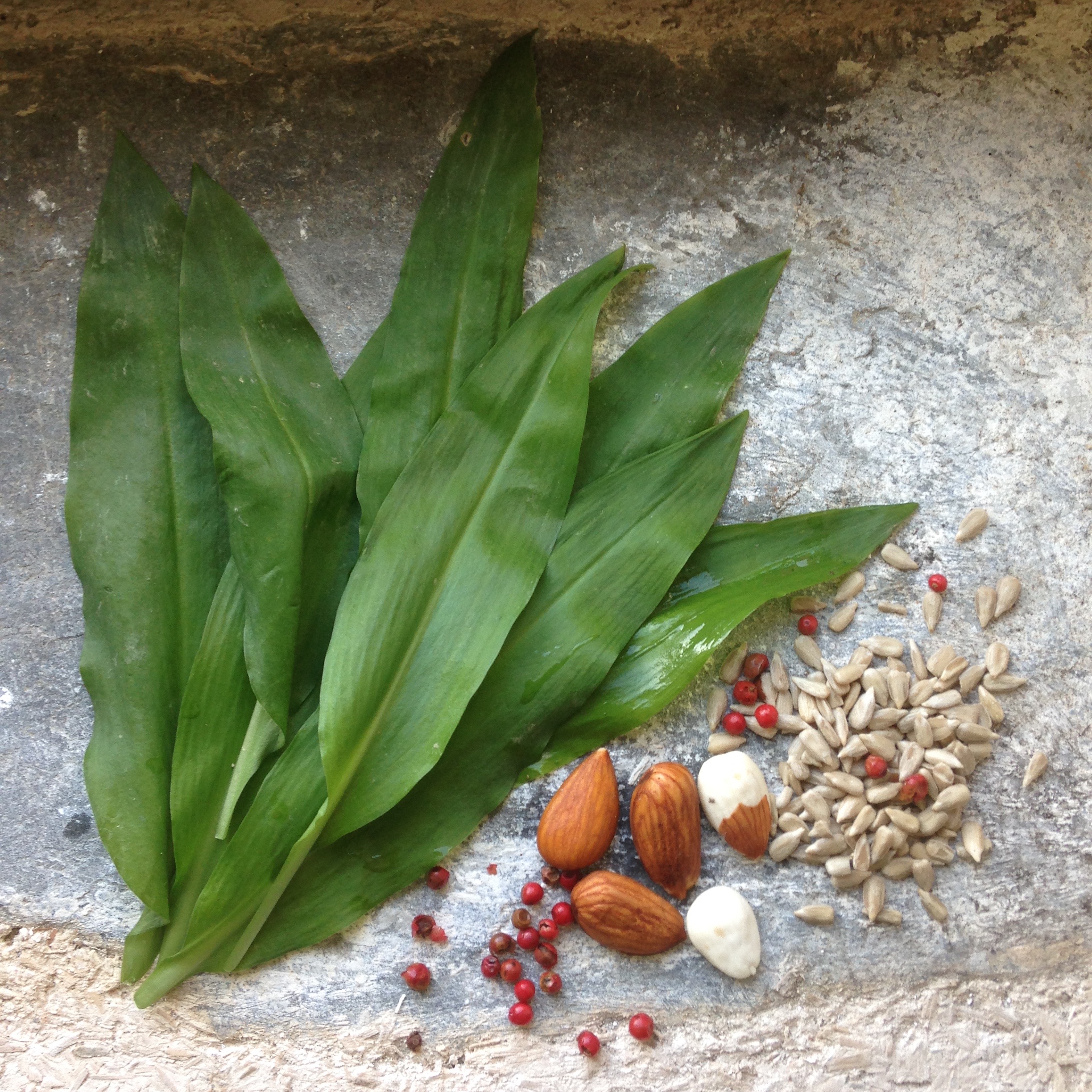 ail des ours pour pistou