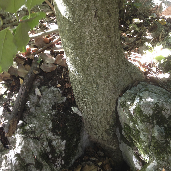 manger-pleine-conscience-arbre