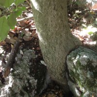 manger-pleine-conscience-arbre