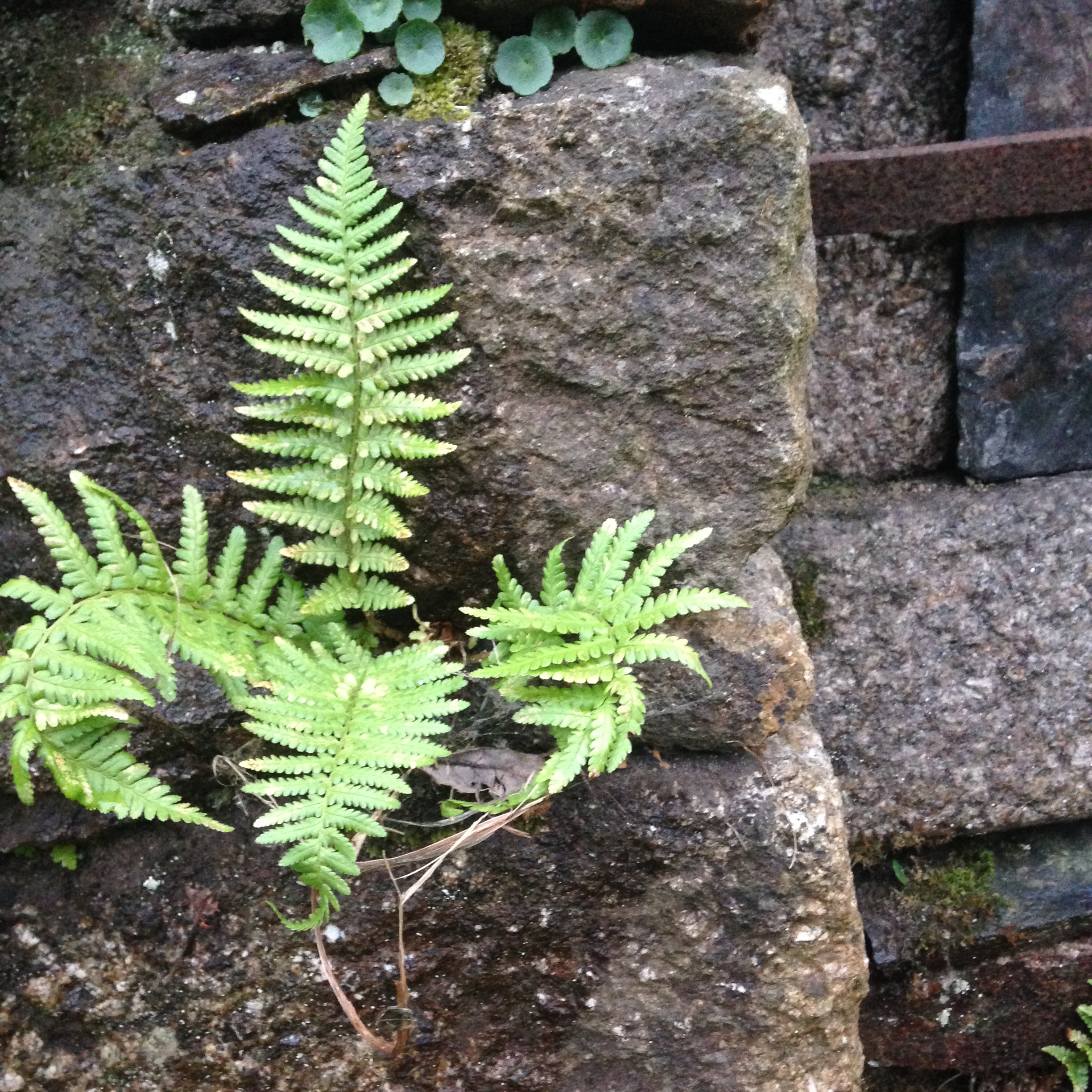 manger-pleine-conscience-fougere
