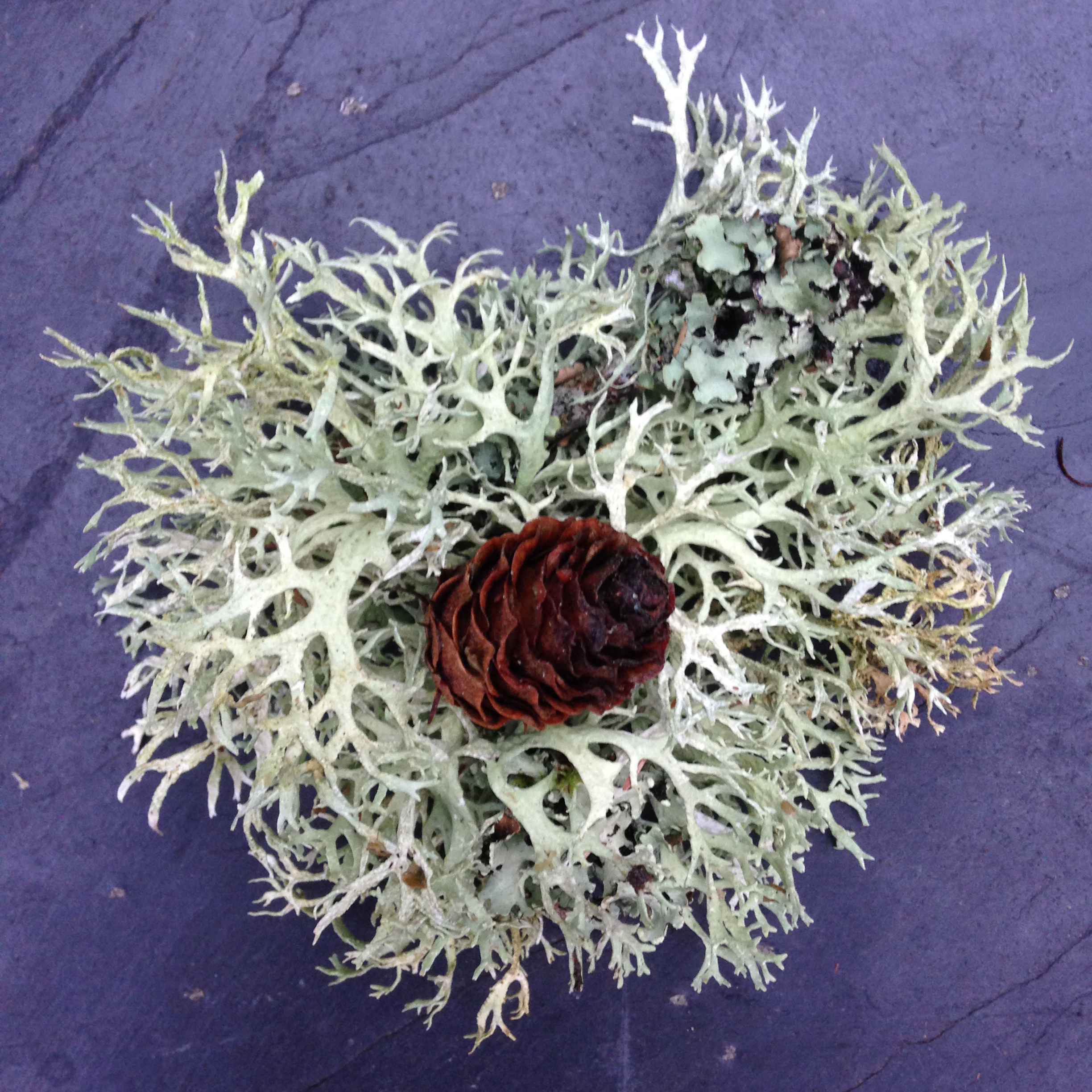 mindful-eating-vegetal